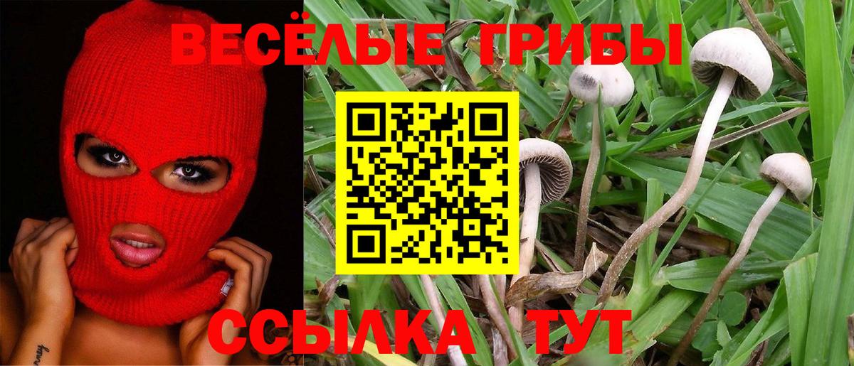 Псилоцибиновые грибы Psilocybe Карасук